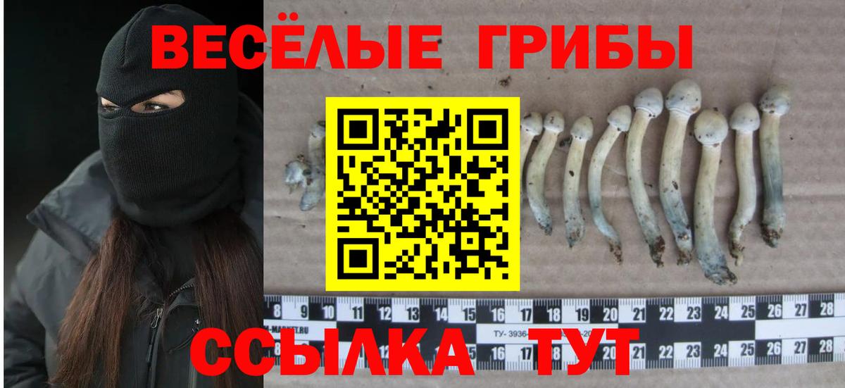 Псилоцибиновые грибы Cubensis Боровичи